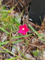Ipomoea quamoclit