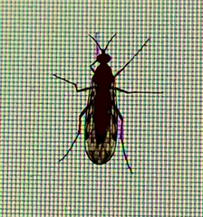 Sylvicola