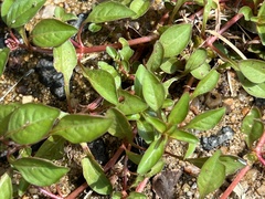 Ludwigia palustris