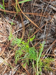 Ipomoea quamoclit
