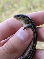 Plestiodon septentrionalis