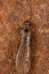Plecoptera