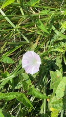 Calystegia sepium