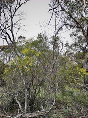 Acacia hakeoides