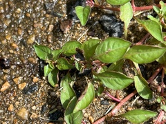 Ludwigia palustris