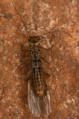 Plecoptera