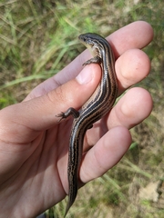 Plestiodon septentrionalis