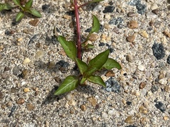 Ludwigia palustris