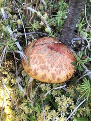 Suillus