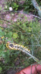 Papilio polyxenes asterius