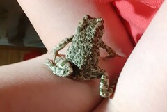 Bufotes viridis viridis