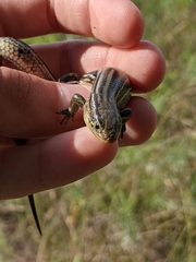 Plestiodon septentrionalis