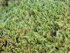 Ctenidium molluscum