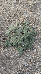 Odontarrhena obovata