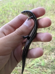 Plestiodon septentrionalis