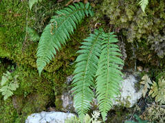 Polystichum aculeatum