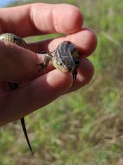 Plestiodon septentrionalis