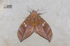 Phyllodes staudingeri