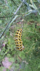 Papilio polyxenes asterius