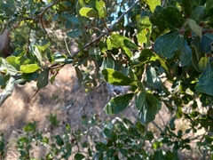 Quercus pacifica
