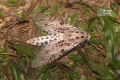 Zeuzera indica