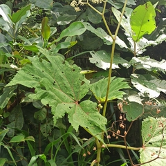 Begonia parviflora