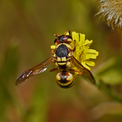 Euodynerus hidalgo