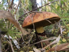Suillus
