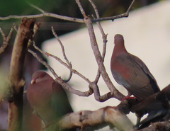 Patagioenas flavirostris
