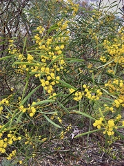 Acacia hakeoides