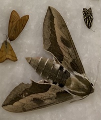 Hyles euphorbiae