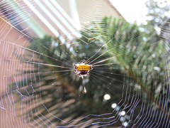 Gasteracantha cancriformis