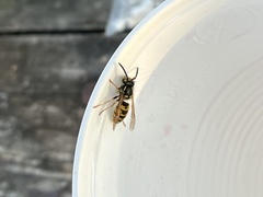 Vespula