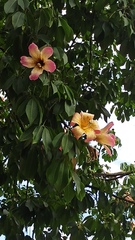 Ceiba