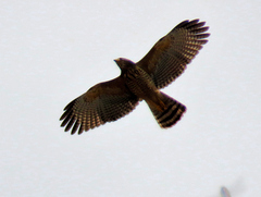 Rupornis magnirostris