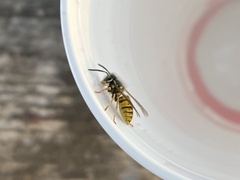 Vespula