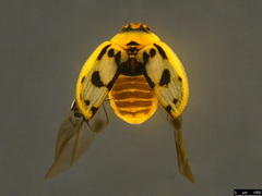 Peltoschema hamadryas