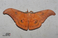 Antheraea