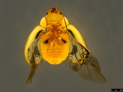 Peltoschema hamadryas