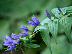 Gentiana asclepiadea