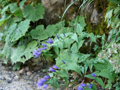 Gentiana asclepiadea