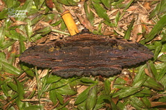 Anisoneura aluco