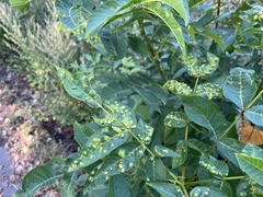 Aceria erinea