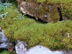 Ctenidium molluscum