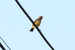 Anthreptes malacensis