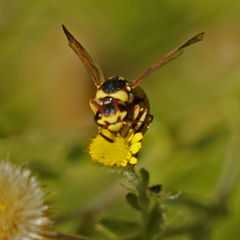 Euodynerus hidalgo