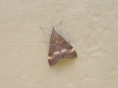 Pyrausta nicalis