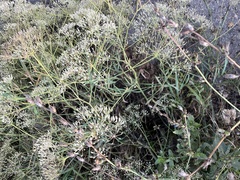 Falcaria vulgaris