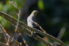 Icterus cucullatus