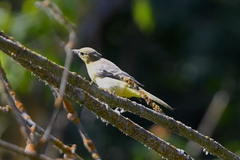 Icterus cucullatus